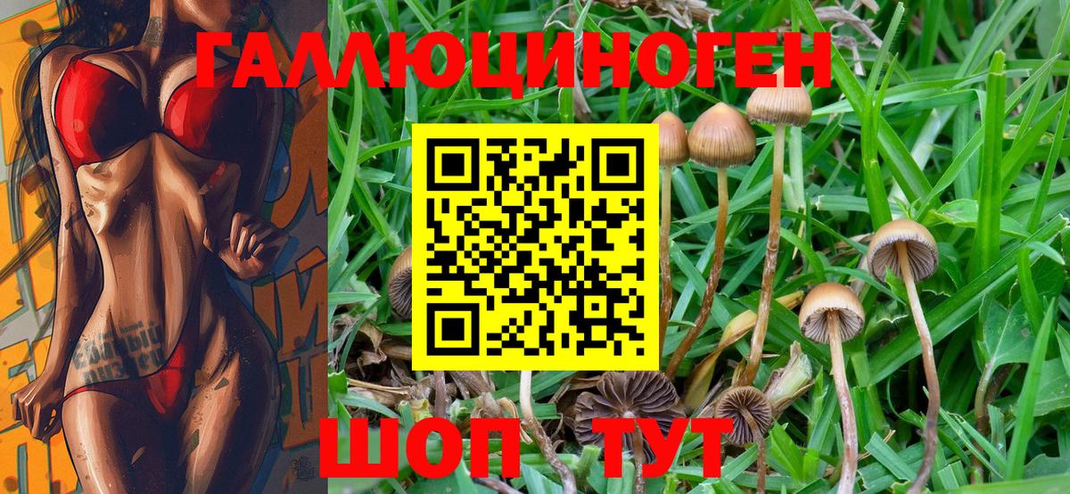 Черкесск  Псилоцибиновые грибы Psilocybe  Вход с VPN  Псилоцибиновые грибы Psilocybe 